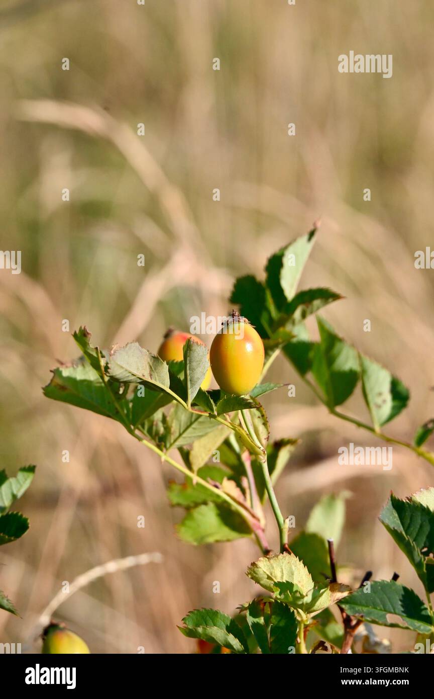 Fotografia verticale di frutti di rosa canina che maturano appesi a un ramo di arbusto verde con foglie seghettate sotto la luce intensa del giorno. Foto Stock