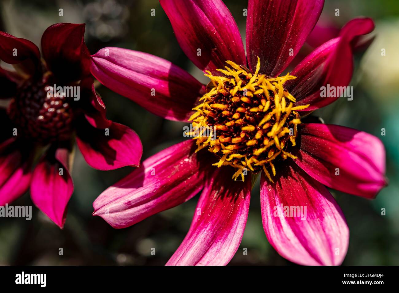Ritratto naturale in primo piano di una pianta fiorita della deliziosa Dahlia x Hortensis 'Luberga Dark Velvet’. A stelo lungo, Amabile, Luminosa, Lussuosa, Magica Foto Stock