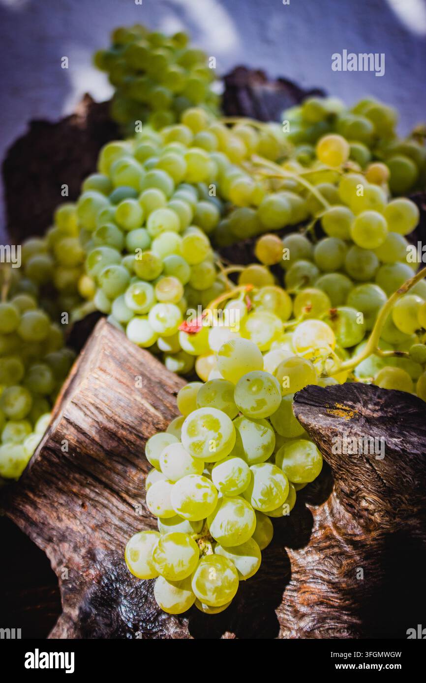 Primo piano di freschi acini verdi e bianchi con gocce d'acqua che riposano su una superficie scura e ruvida di una botte di vino rustica. Foto Stock