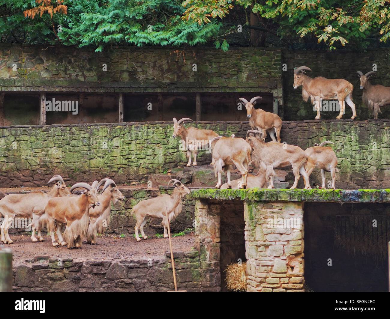 Pecora di Barbaria allo zoo di Dudley nelle West Midlands, Regno Unito - settembre 2026 Foto Stock