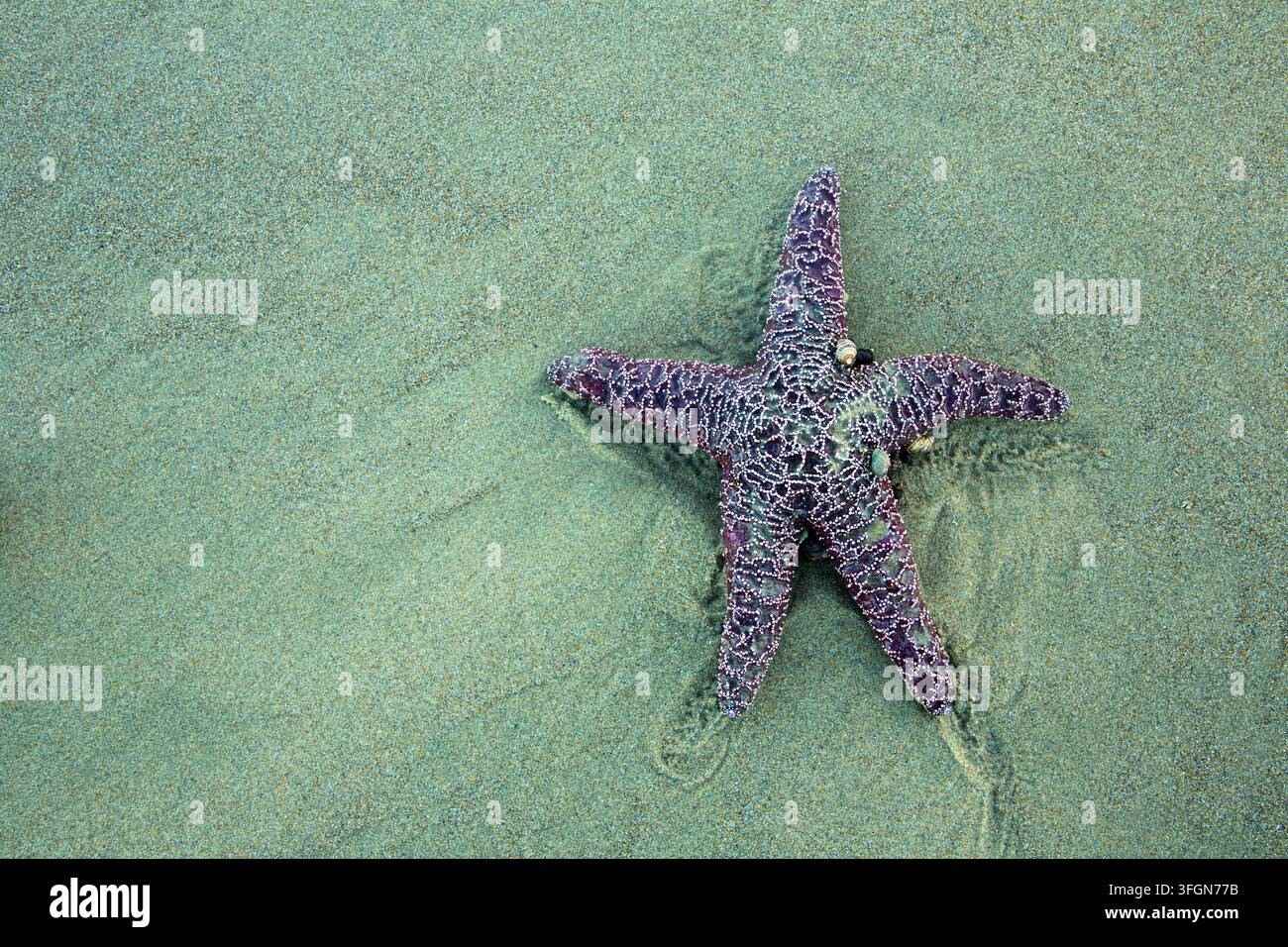 Stella marina ocra (Pisaster ochraceus), Stonefield Beach State Park, Oregon Foto Stock