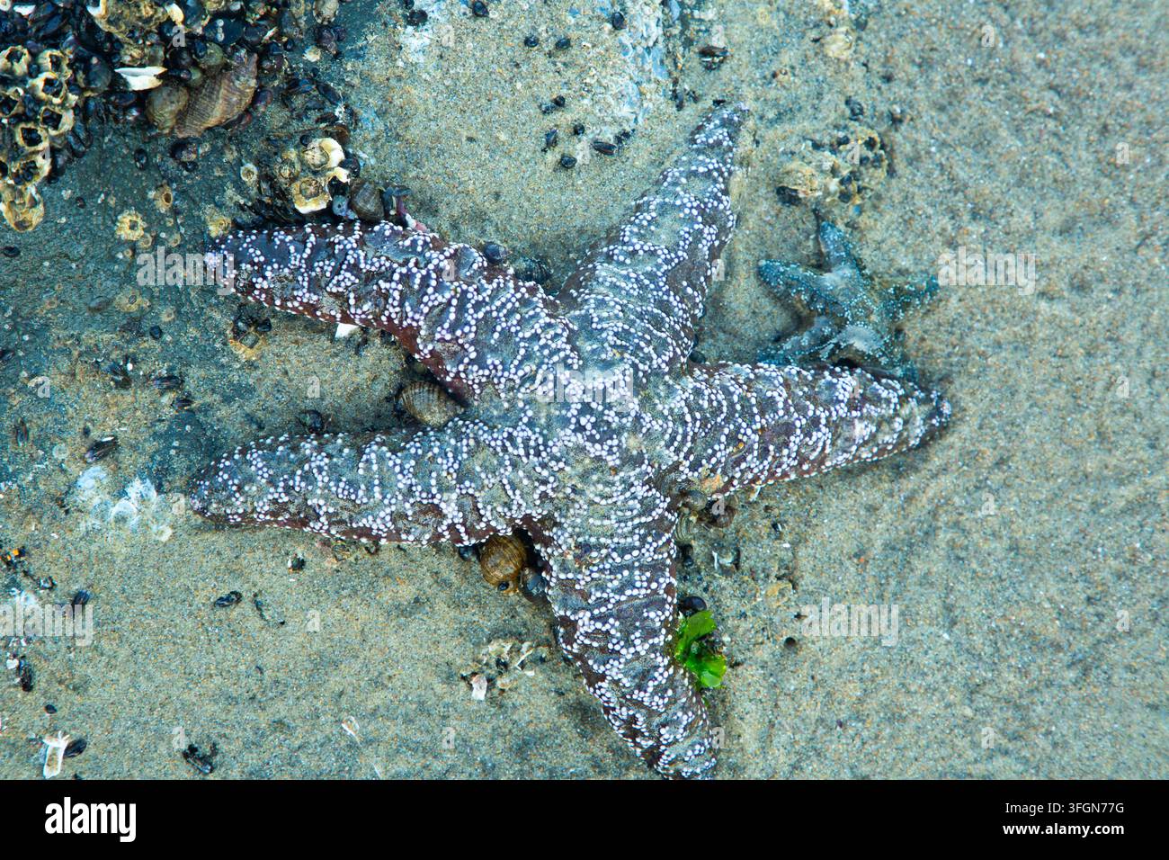 Stella marina ocra (Pisaster ochraceus), Stonefield Beach State Park, Oregon Foto Stock