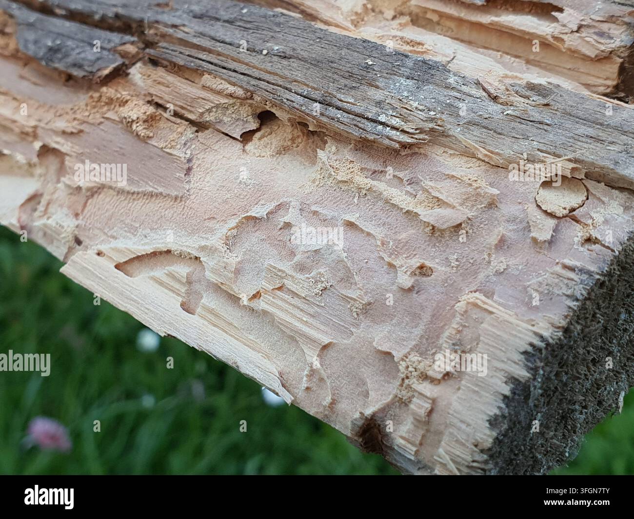 Fotografia ravvicinata di un tronco o di un ramo d'albero che mostra segni di rosicchiamento estesi e danni al legno. La superficie mostra caratteristici segni a forma di cacciavite Foto Stock