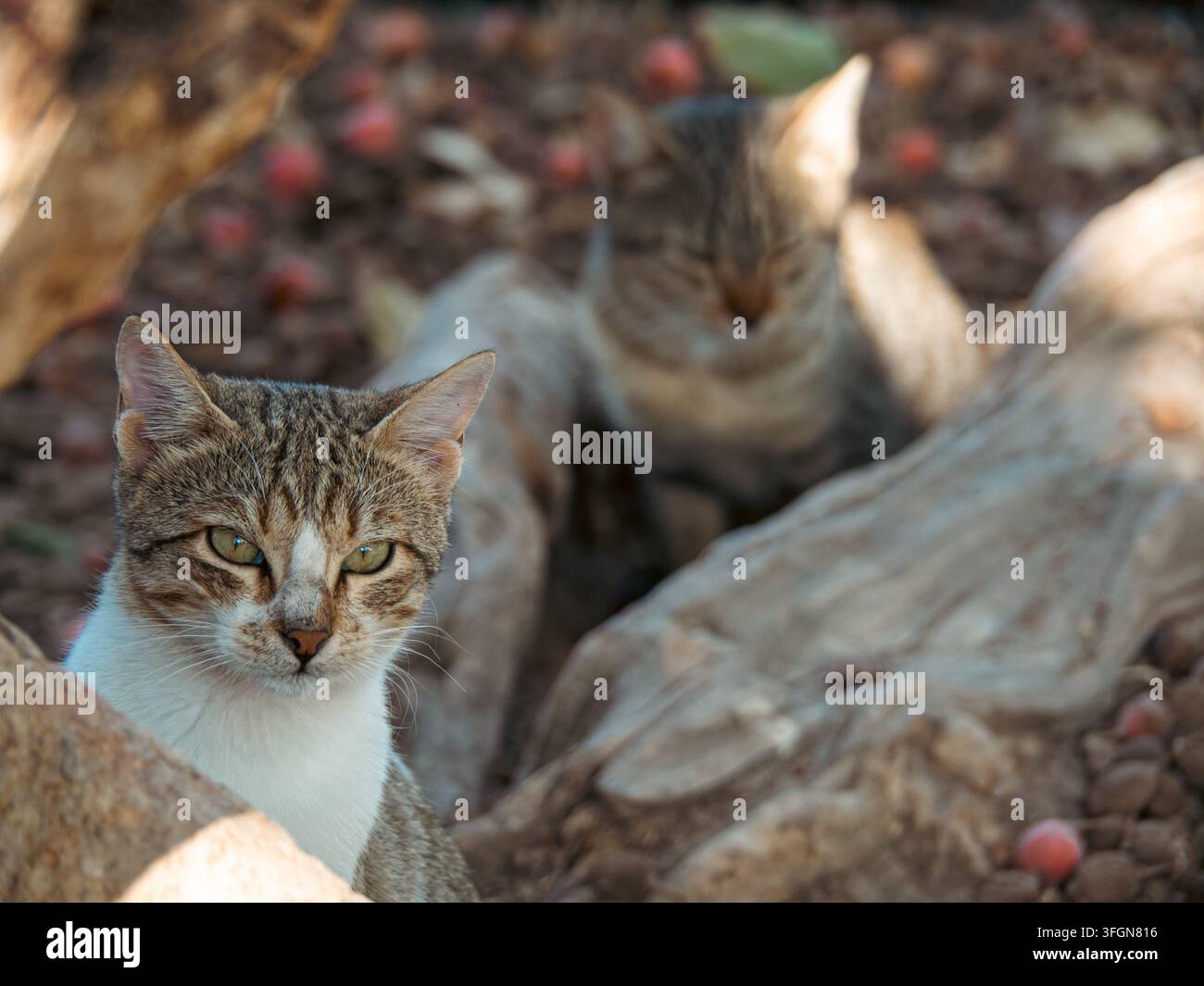 Un gatto tigrato con il petto bianco e occhi verde brillante fissa direttamente la fotocamera mentre un secondo gatto è sfocato sullo sfondo tra le foglie cadute Foto Stock