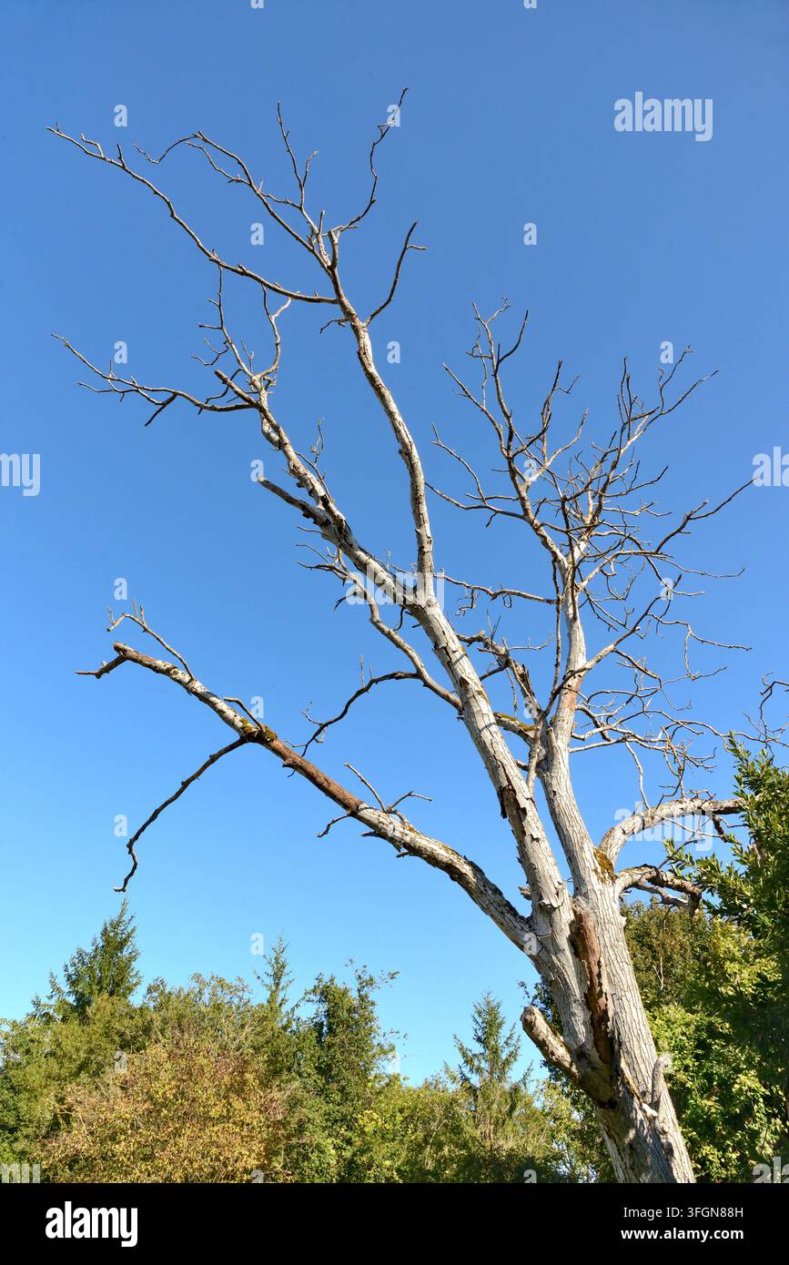Albero di noce morto sbiancato dal sole (Juglans regina) a causa di malattia e siccità - Francia centrale. Foto Stock