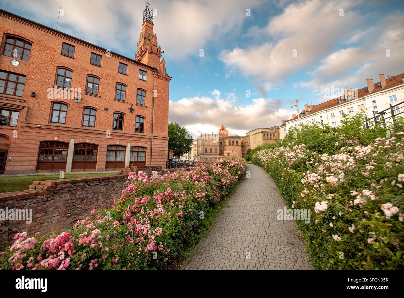 Un sentiero delimitato da rose rosa e bianche in fiore attraversa aree verdi paesaggistiche accanto agli edifici storici del centro storico di Poznan. Foto Stock