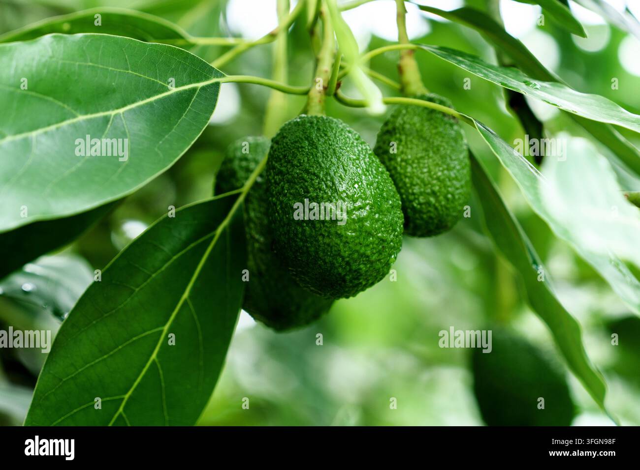 Primo piano di un albero di Persea americana con frutti di avocado verdi immaturi che crescono su un ramo tra una vegetazione lussureggiante Foto Stock