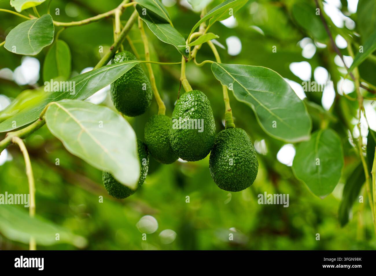 Albero di avocado (Persea americana). Frutti verdi in sviluppo con gocce d'acqua appese a un ramo tra una vegetazione lussureggiante Foto Stock