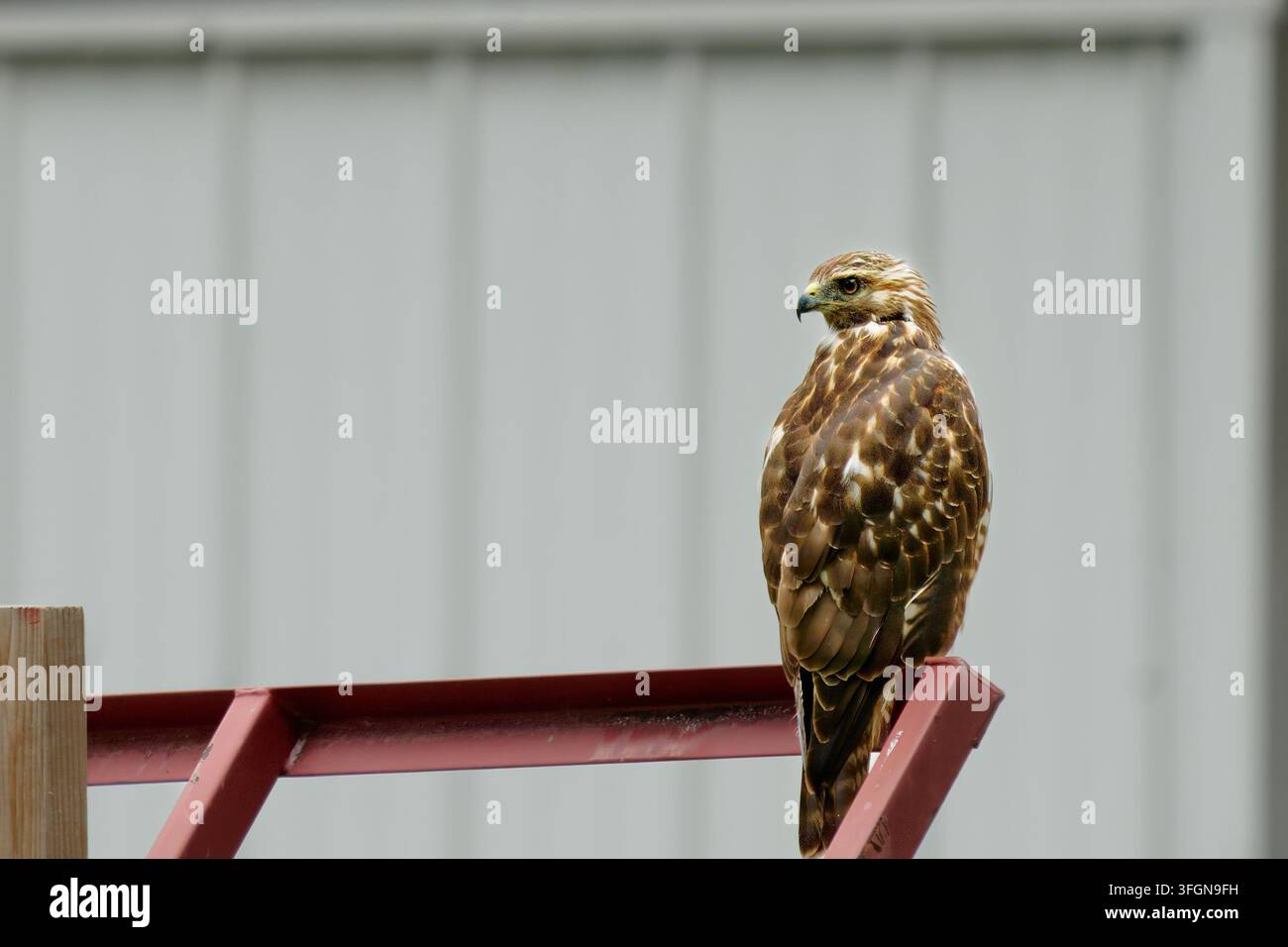 Falco dalla coda rossa appollaiato su una ringhiera metallica che guarda di lato Foto Stock