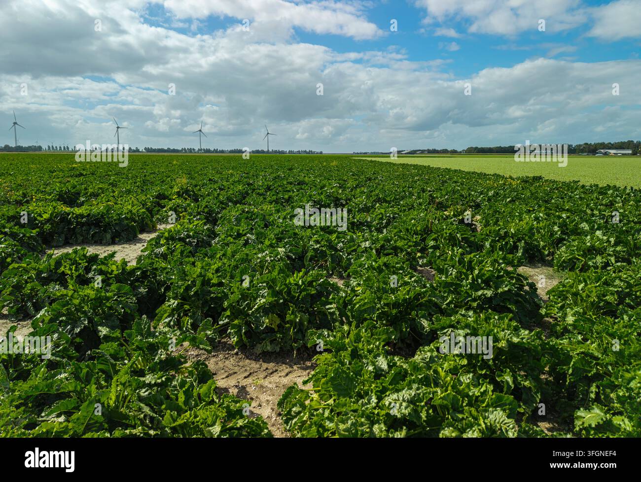 File di piante coltivate si estendono su terreni agricoli piatti sotto un cielo parzialmente nuvoloso Foto Stock