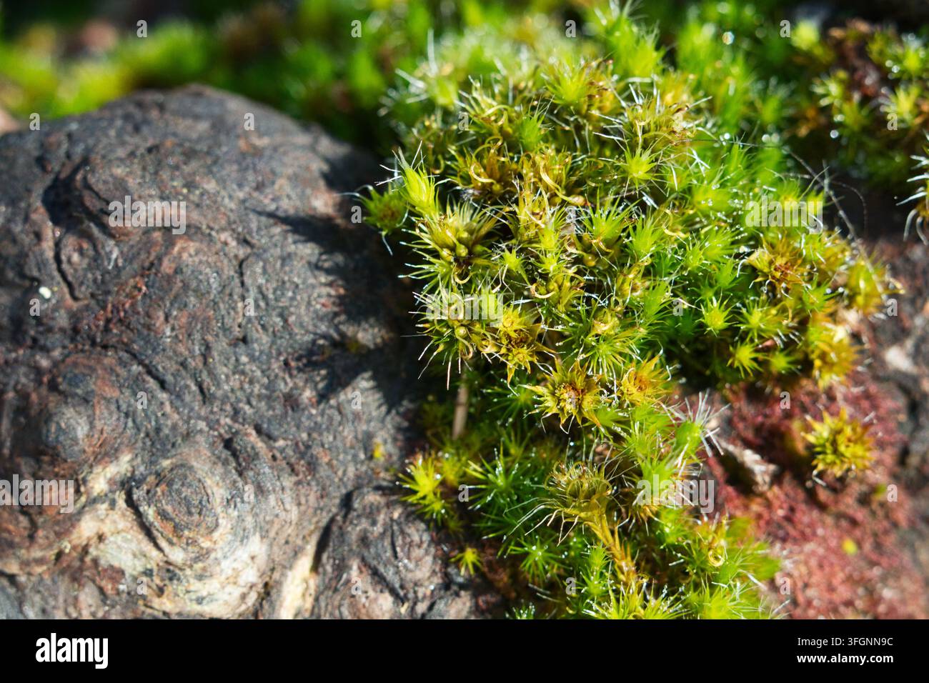 Close-up macro di ammassi densi di muschio a stelle che brillano alla luce del sole su una superficie ruvida di corteccia nella foresta temperata di Valdivia, Cile Foto Stock