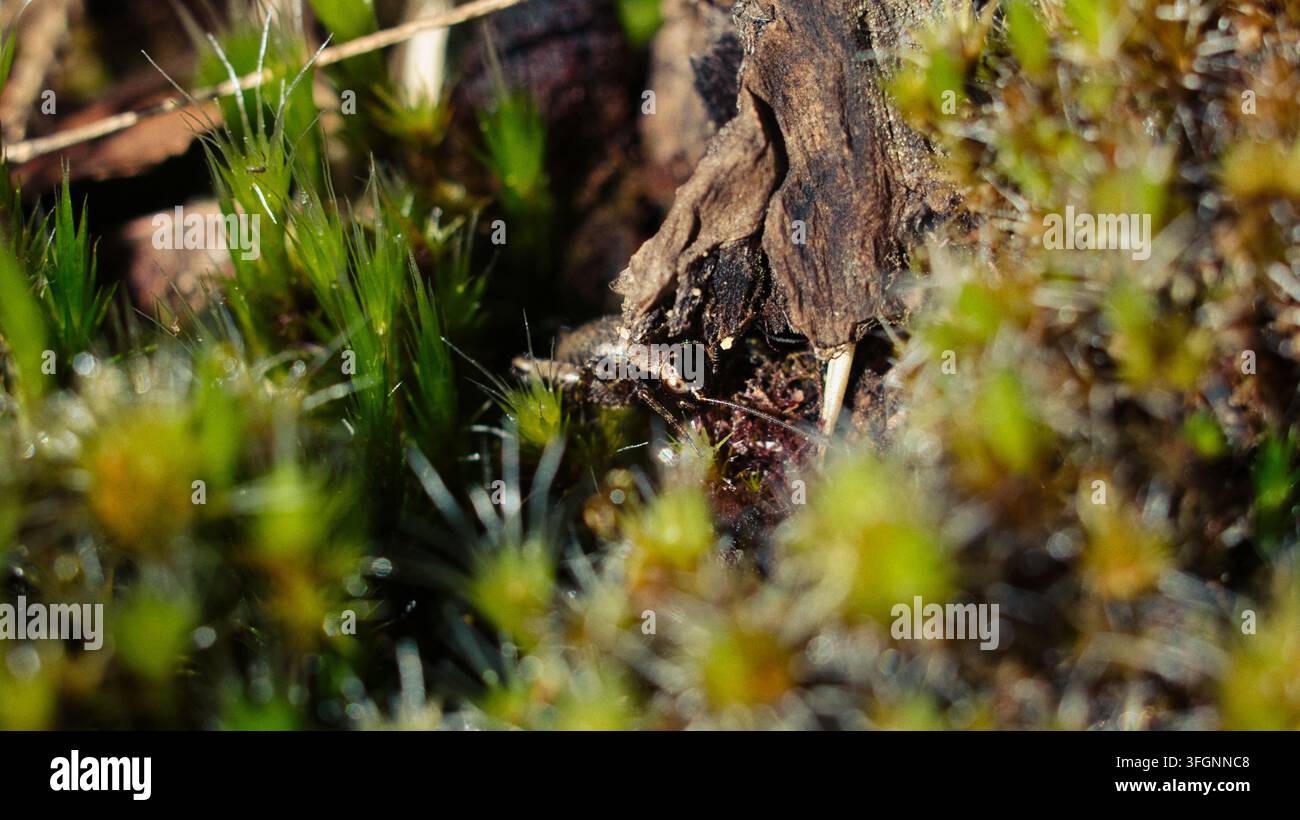 Macro close-up di un piccolo insetto camuffato tra il muschio stellato spinoso sul suolo della foresta nella foresta temperata di Valdivia, Cile Foto Stock