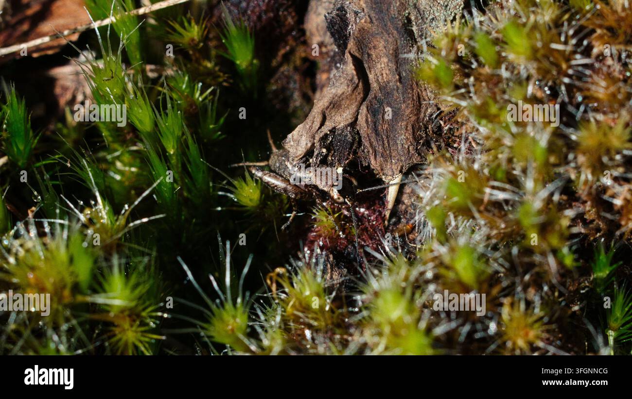 Macro close-up di un piccolo insetto camuffato tra il muschio stellato spinoso sul suolo della foresta nella foresta temperata di Valdivia, Cile Foto Stock