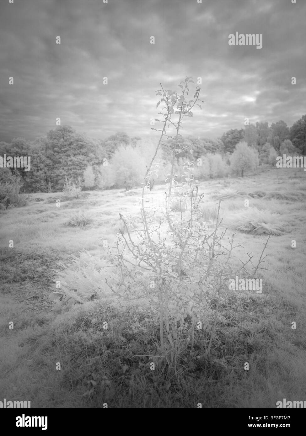 Un piccolo arbusto si trova in primo piano di un campo con erba alta. Nuvole scure coprono il cielo, aggiungendosi al paesaggio rurale. Gli alberi sono visibili nel Foto Stock
