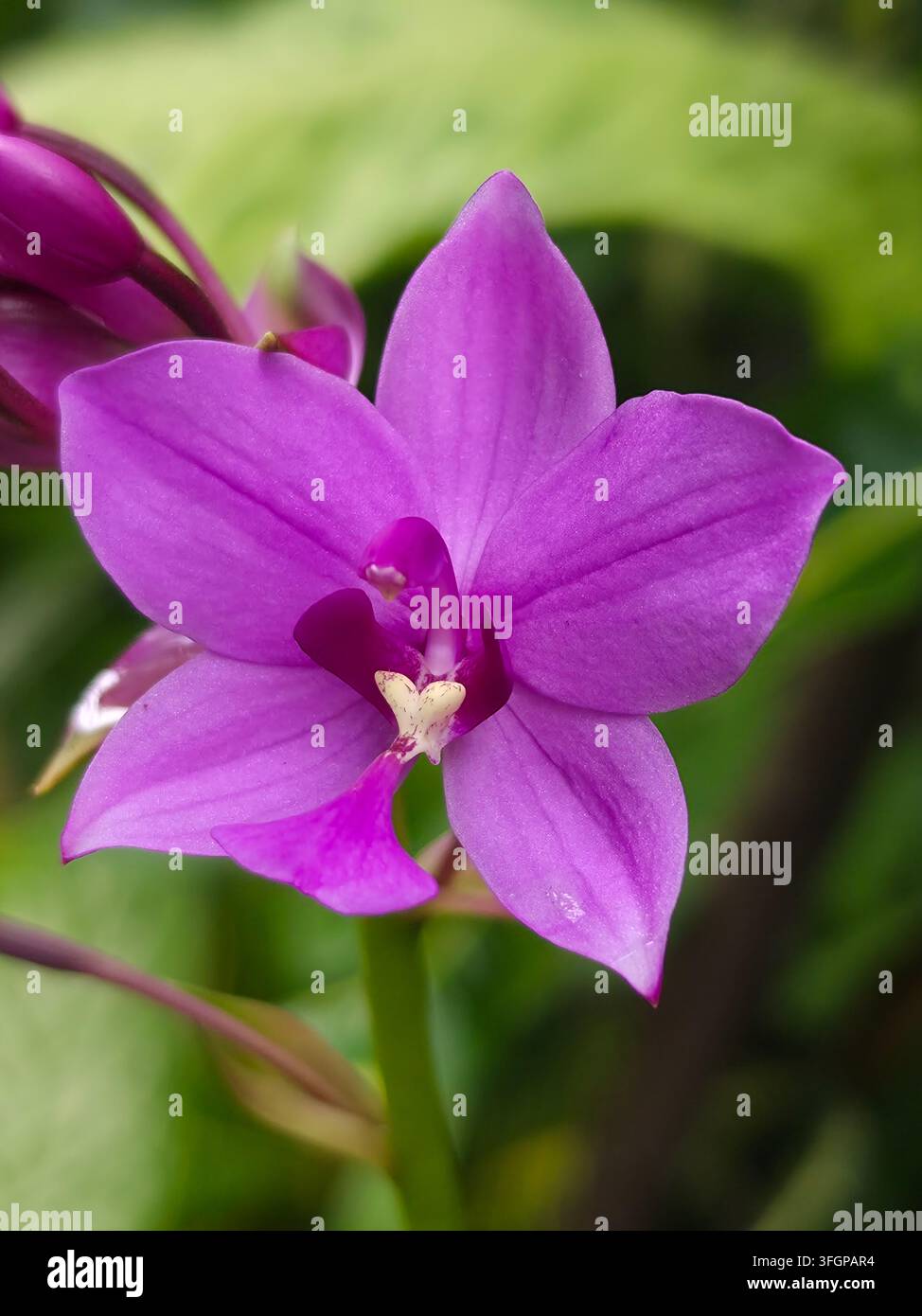 Bella vista ravvicinata di una vivace orchidea terrena filippina viola che mostra cinque petali distinti Foto Stock