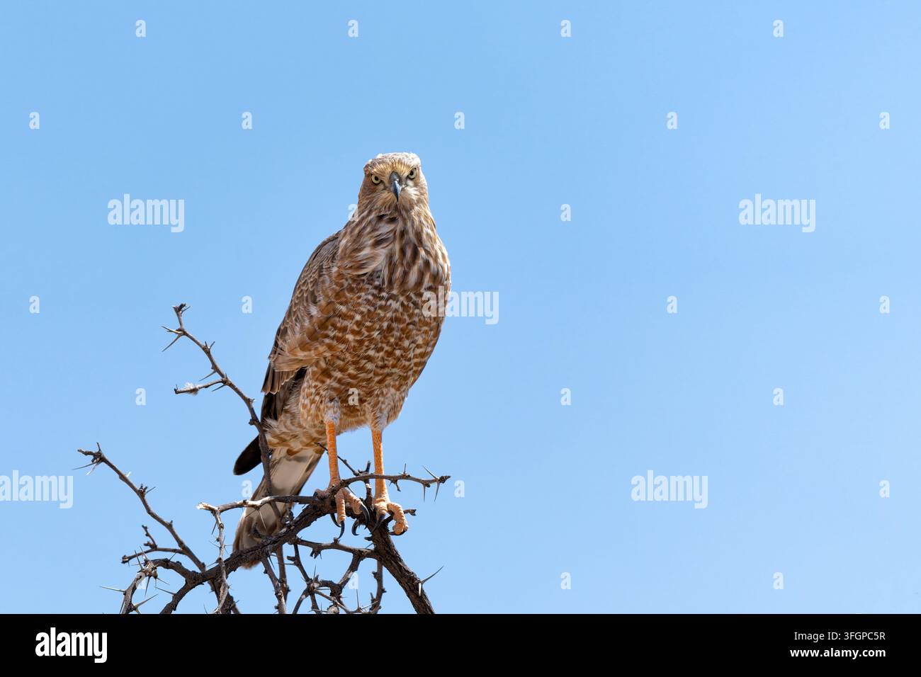 Falco cantore pallido giovanile (Melierax canorus) a caccia di topi e serpenti nel Parco Transfrontaliero di Kgalagadi in Sudafrica Foto Stock