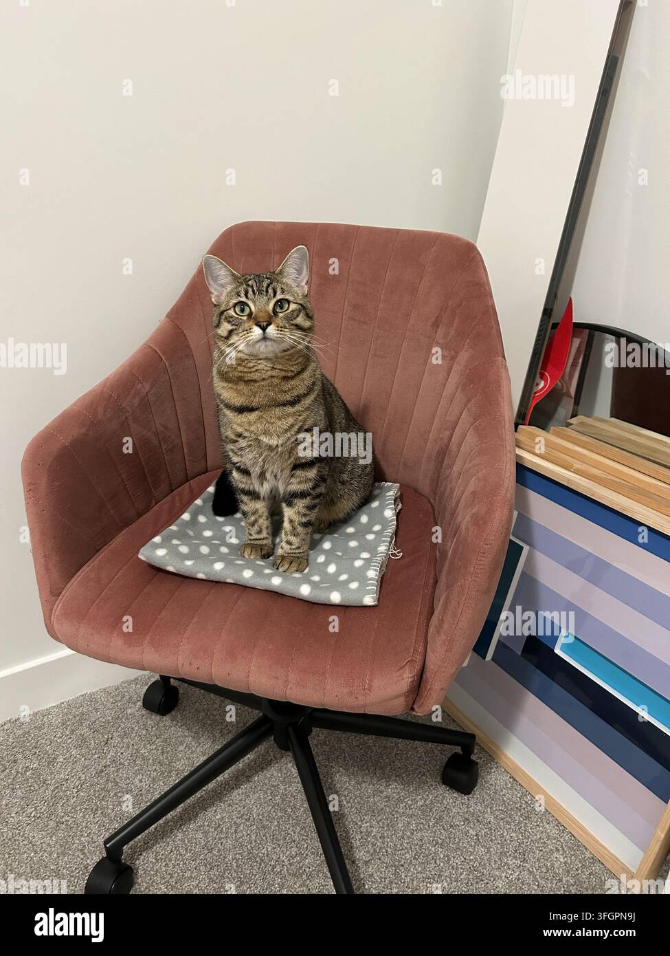 Gatto tigrato marrone carino seduto su una sedia rosa Foto Stock