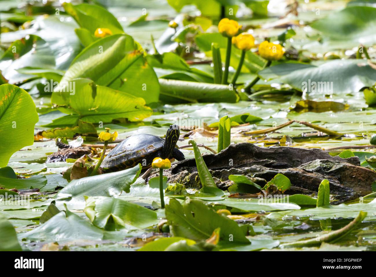 Tartaruga dal ventre giallo che si crogiola su una foglia di ninfea in uno stagno. Inghilterra, Regno Unito. Foto Stock