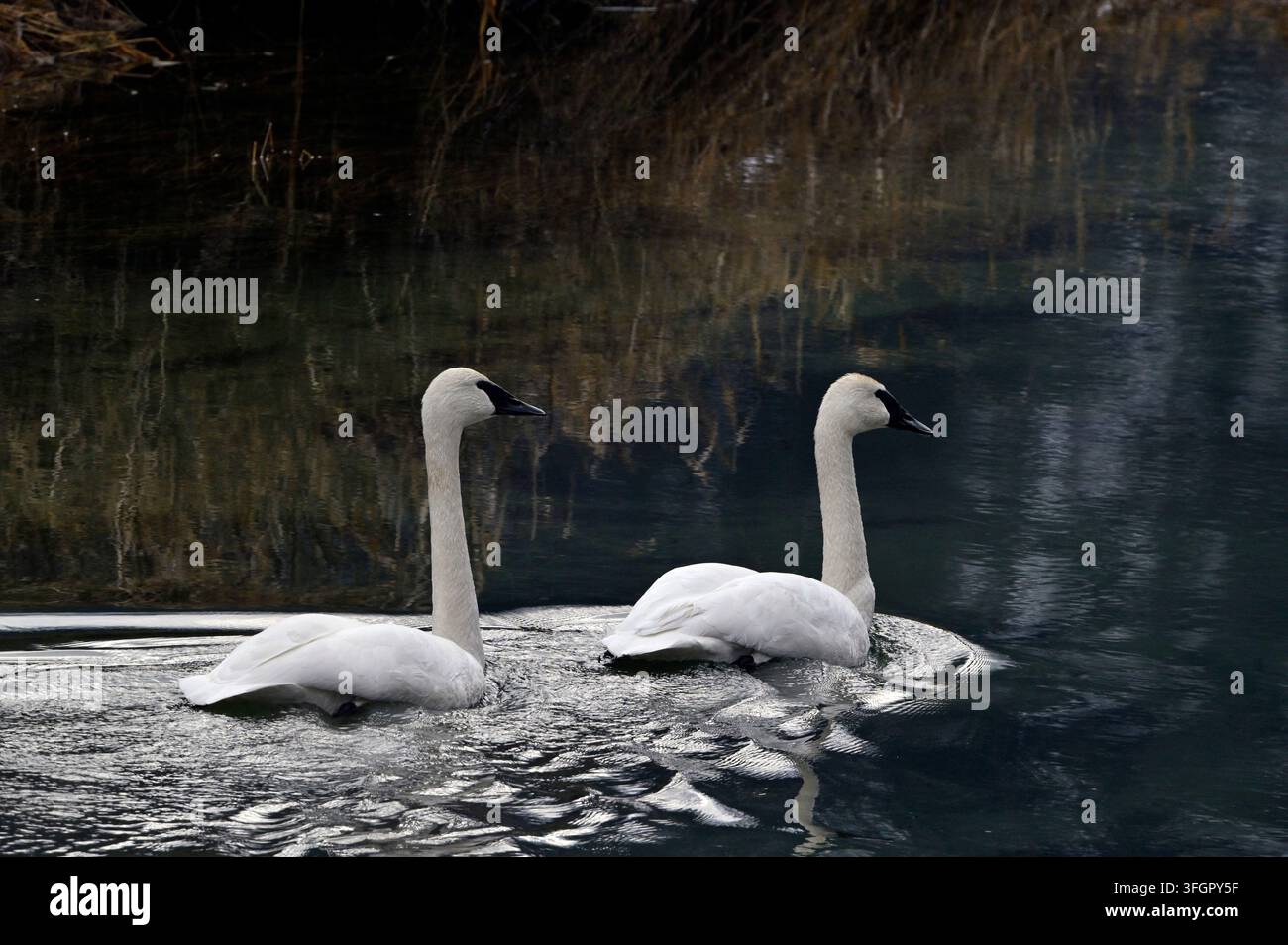 Una coppia di cigni trombetta (Cygnus buccinator) sul fiume Bull in inverno. Contea di Sanders, nordovest del Montana. Foto Stock