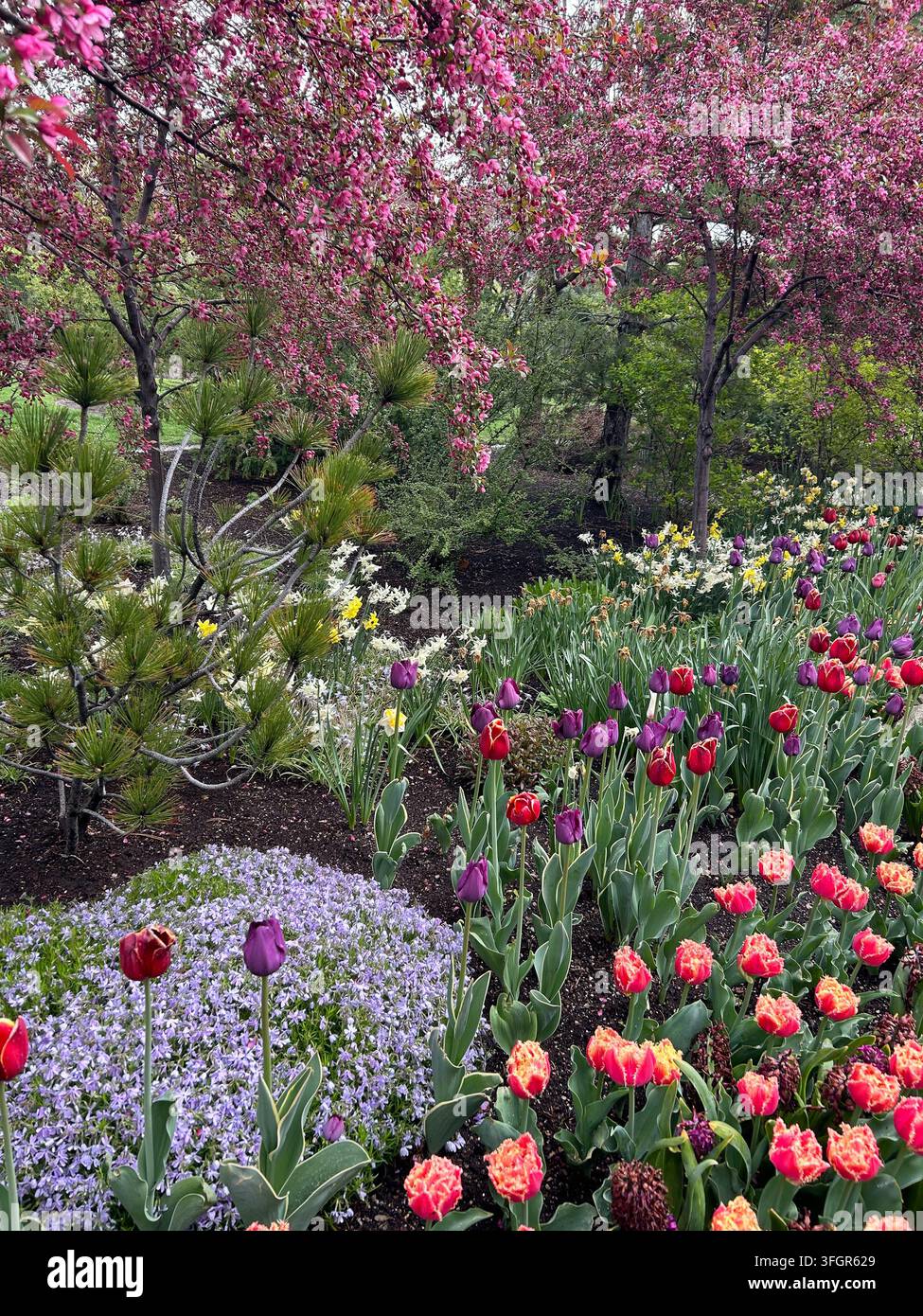 Giardino primaverile colorato con tulipani e melo fiorito Foto Stock