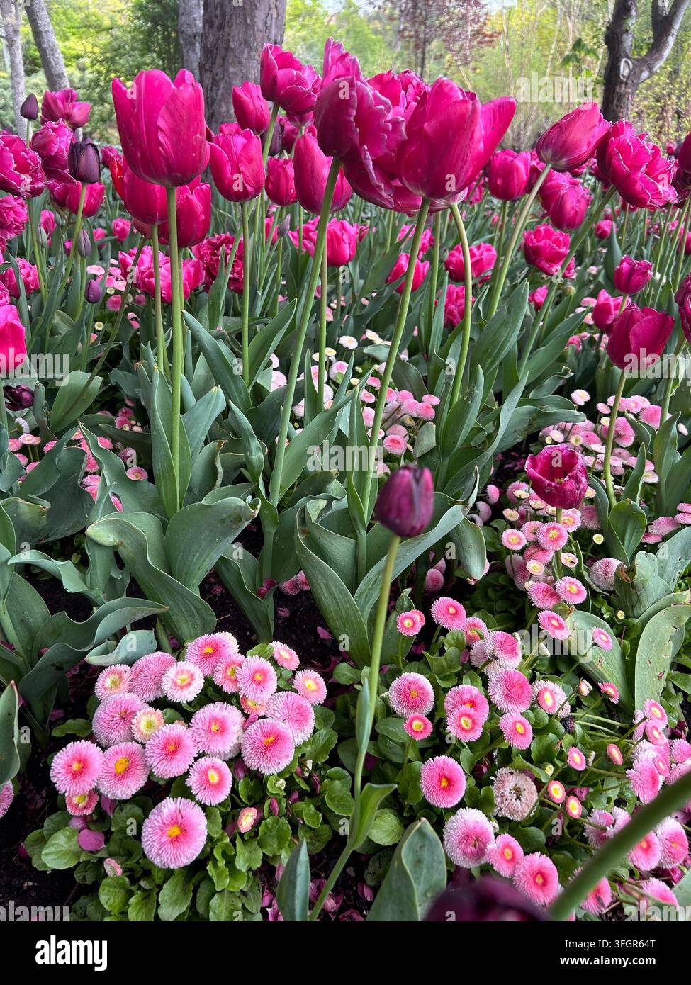 Vivaci tulipani magenta e margherite rosa in un giardino primaverile Foto Stock