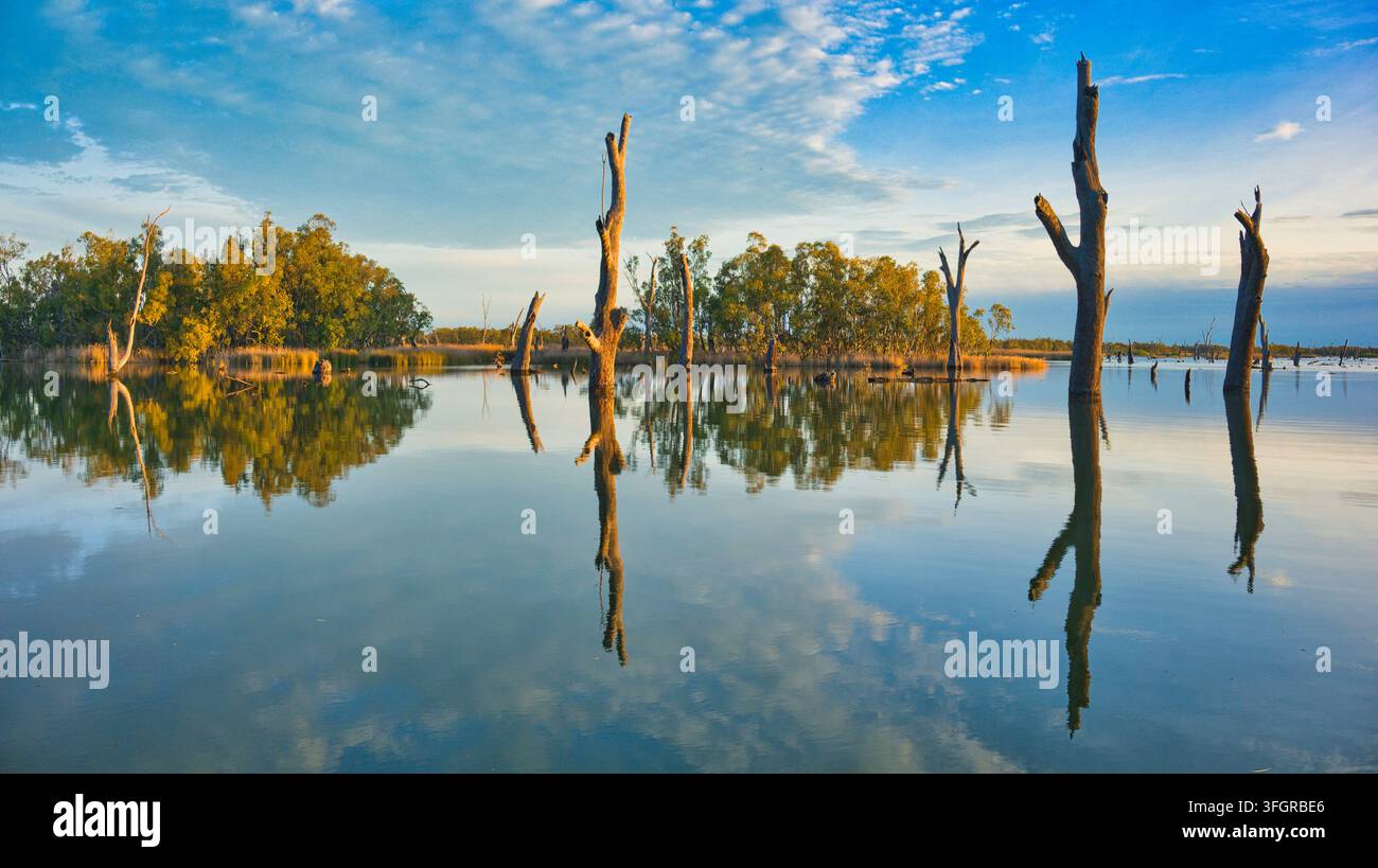 Alberi di gomma morti si riflettono nel Lago Mulwala durante la luce calda della prima serata Foto Stock