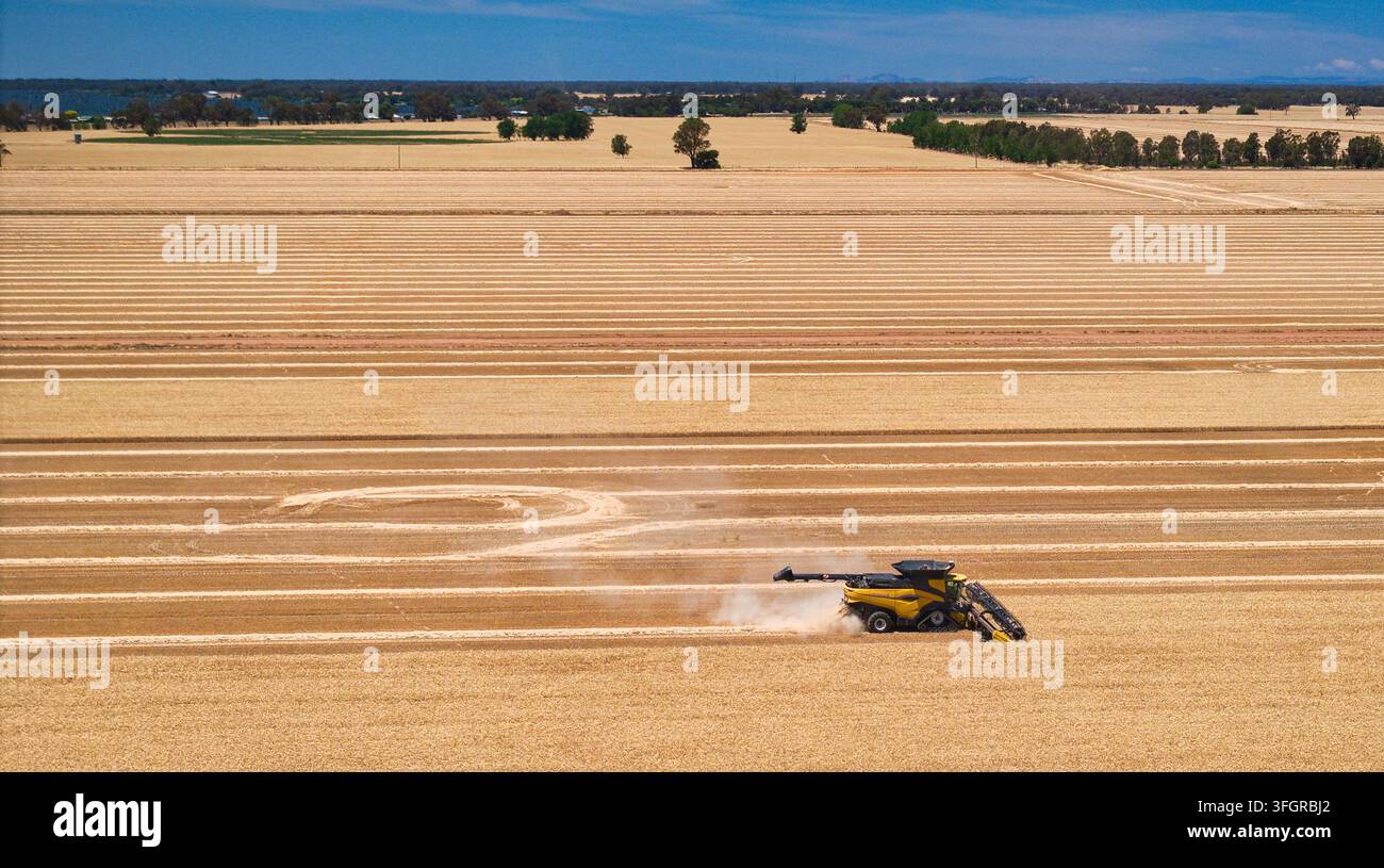 Un raccoglitore giallo si muove attraverso un campo di grano dorato creando polvere e file di taglio ordinate Foto Stock