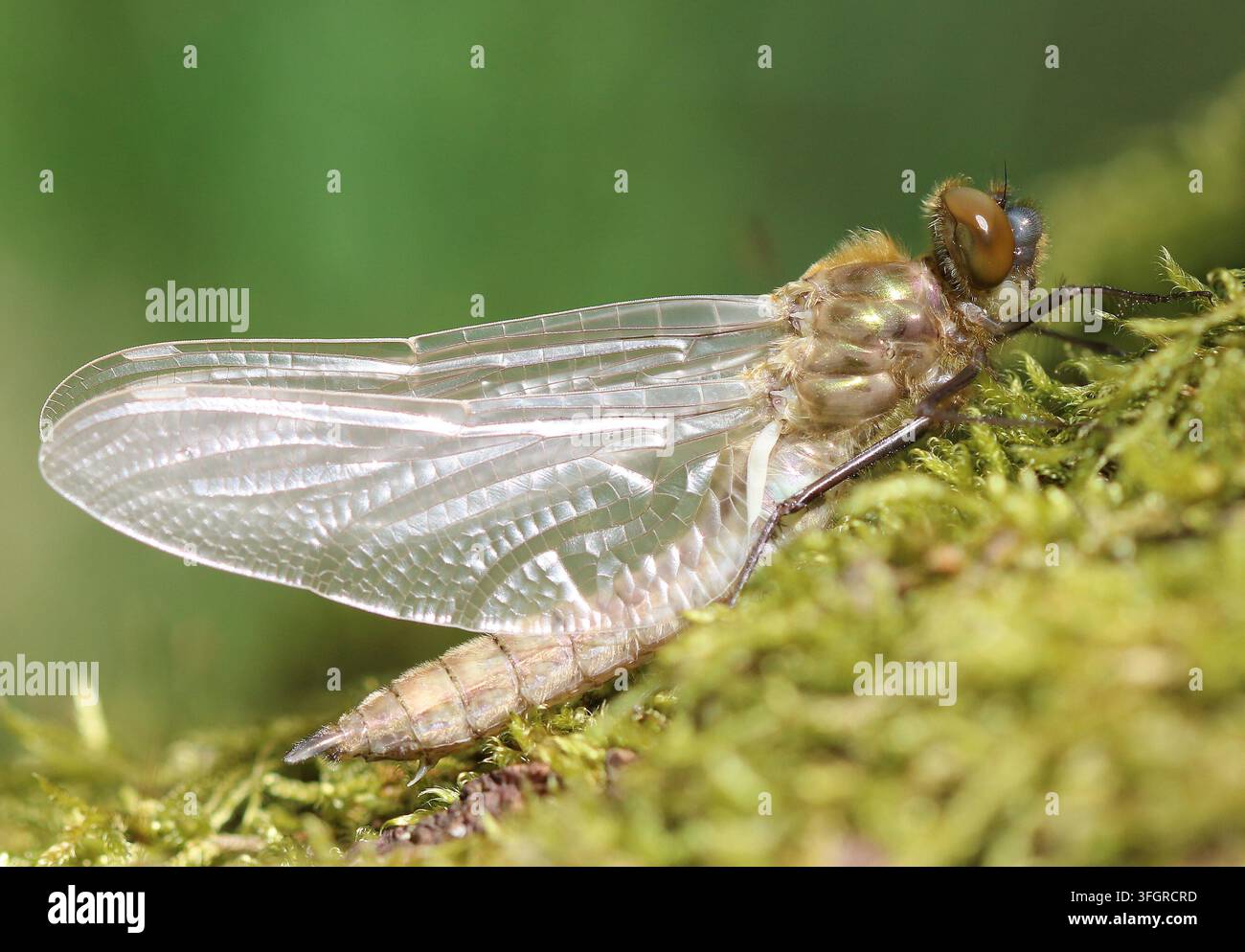 Cordulia aenea Foto Stock