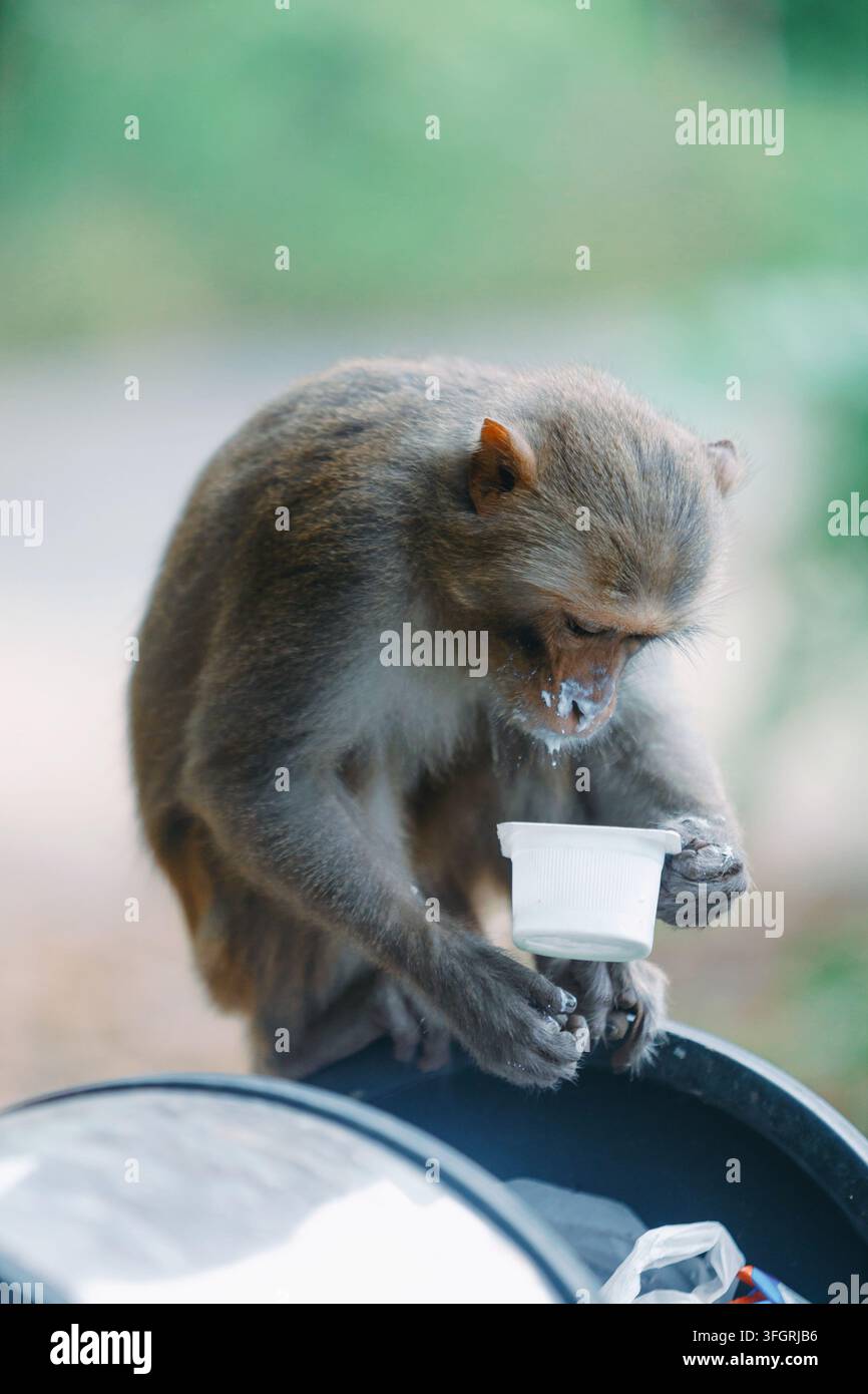 Scimmia selvatica che beve da una piccola tazza di plastica all'aperto Foto Stock