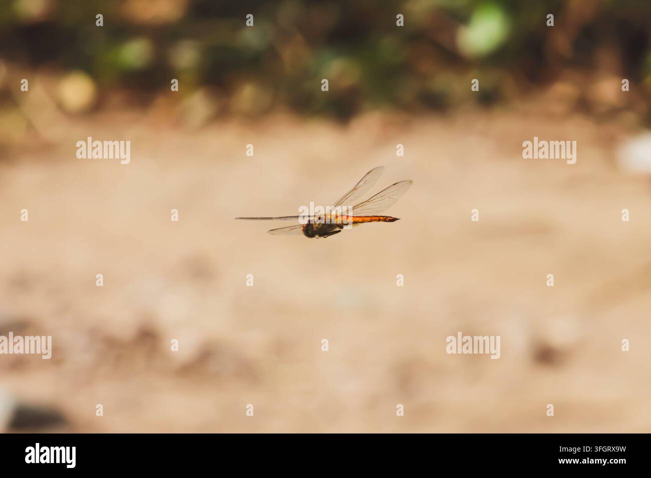 Libellula arancione che plana con grazia in volo su un terreno polveroso al sole Foto Stock