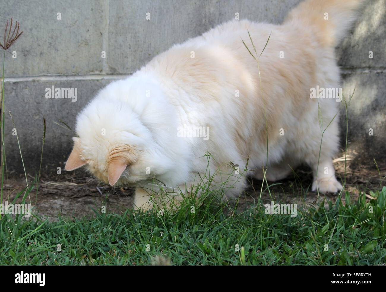 Un gatto Ragdoll a pelo lungo e soffice con punto di fiamma che annusa l'erba vicino a un muro di mattoni grigio all'aperto Foto Stock