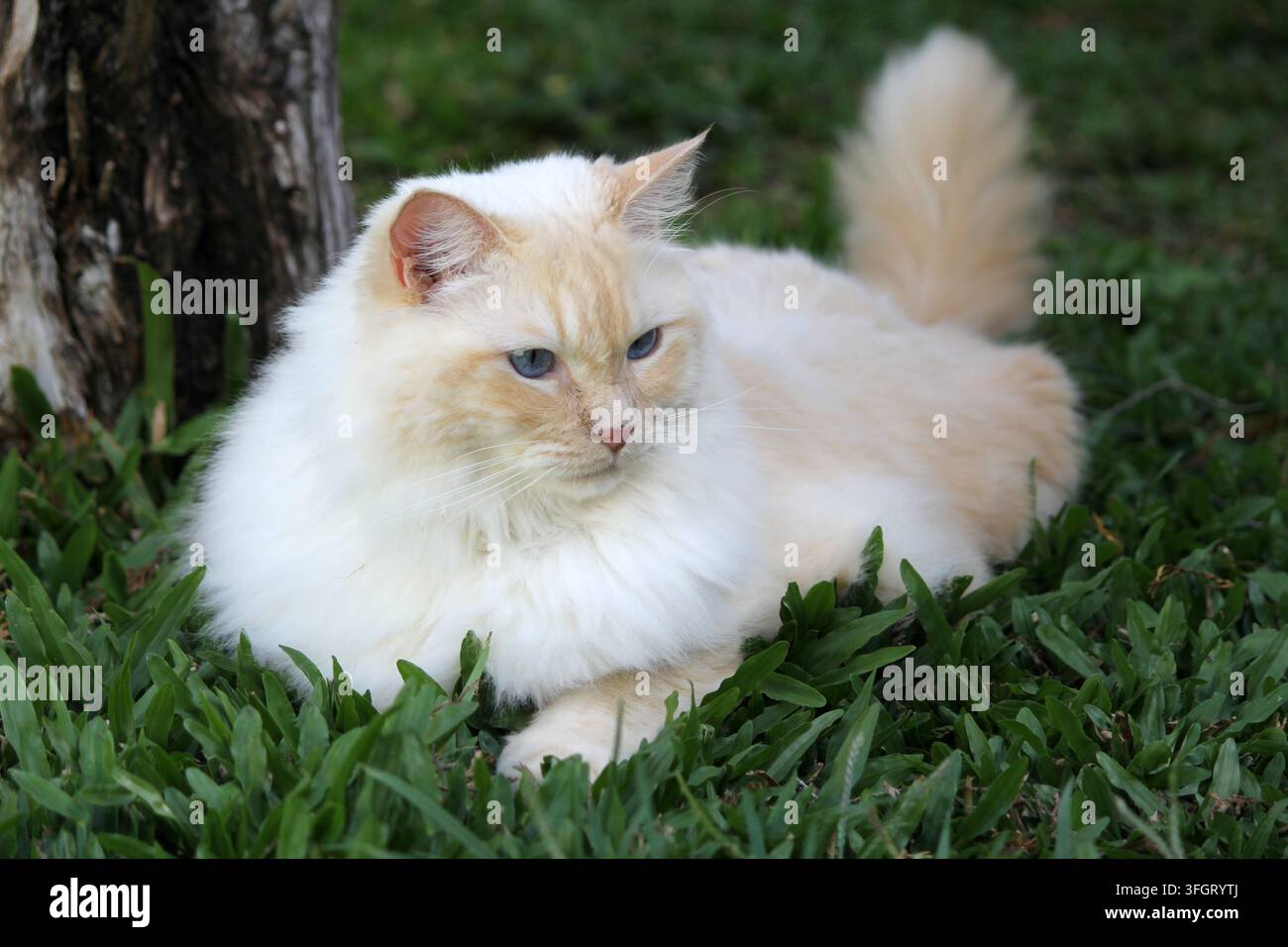 Una bella gatta Ragdoll a occhi blu con punto fiamma e pelo spesso e soffice che si rilassa sull'erba verde accanto al tronco di un albero Foto Stock