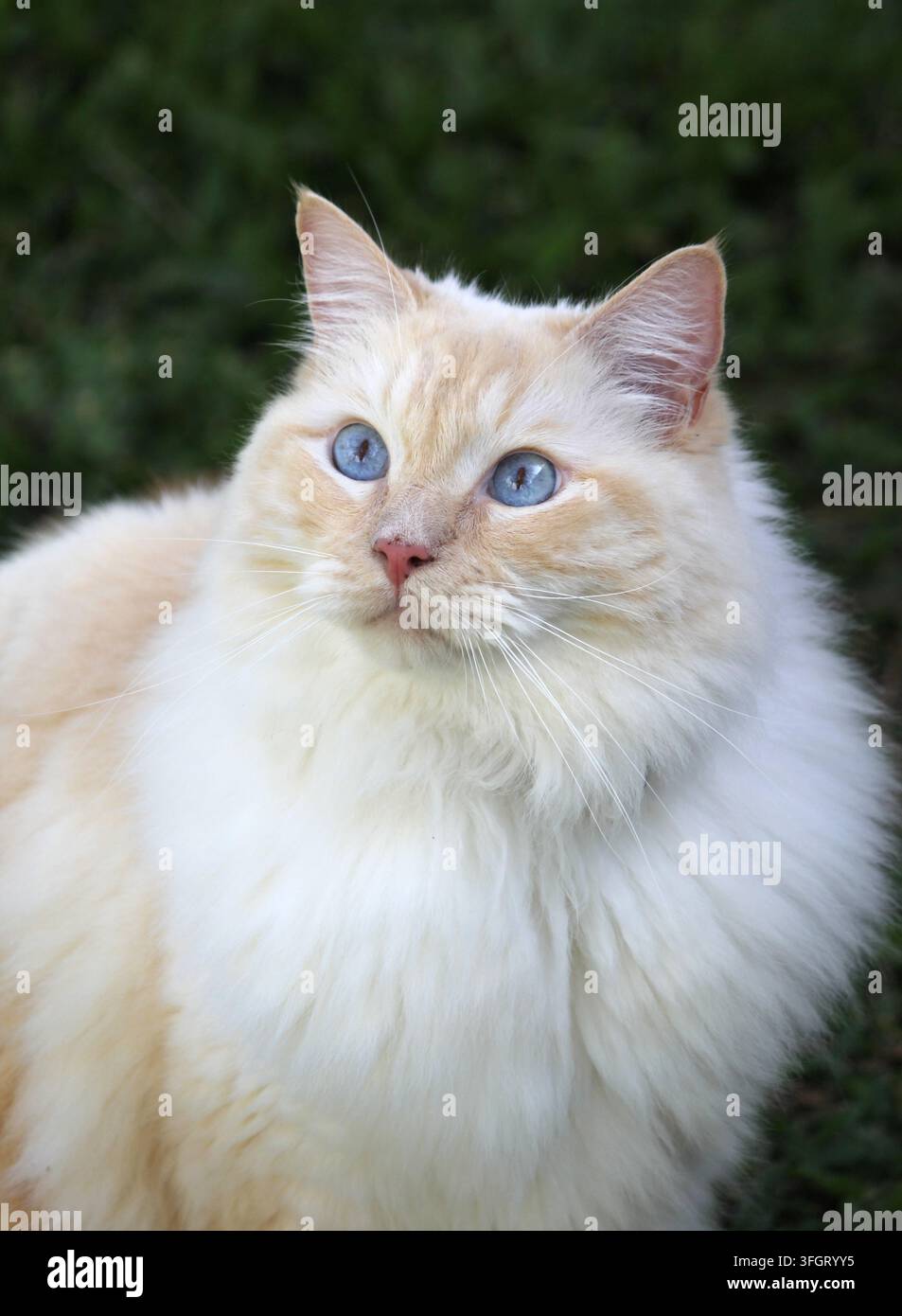 Ritratto verticale in primo piano di un bellissimo gatto Ragdoll Flame Point con occhi blu sorprendenti che guarda verso l'alto su uno sfondo verde scuro Foto Stock