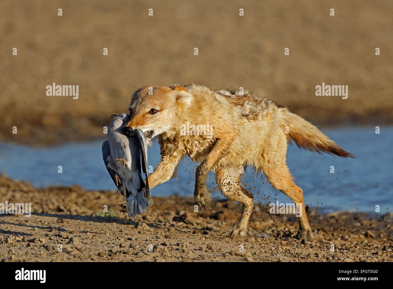 Uno jackal nero (Canis mesomelas) che caccia una colomba, deserto di Kalahari, Sudafrica Foto Stock
