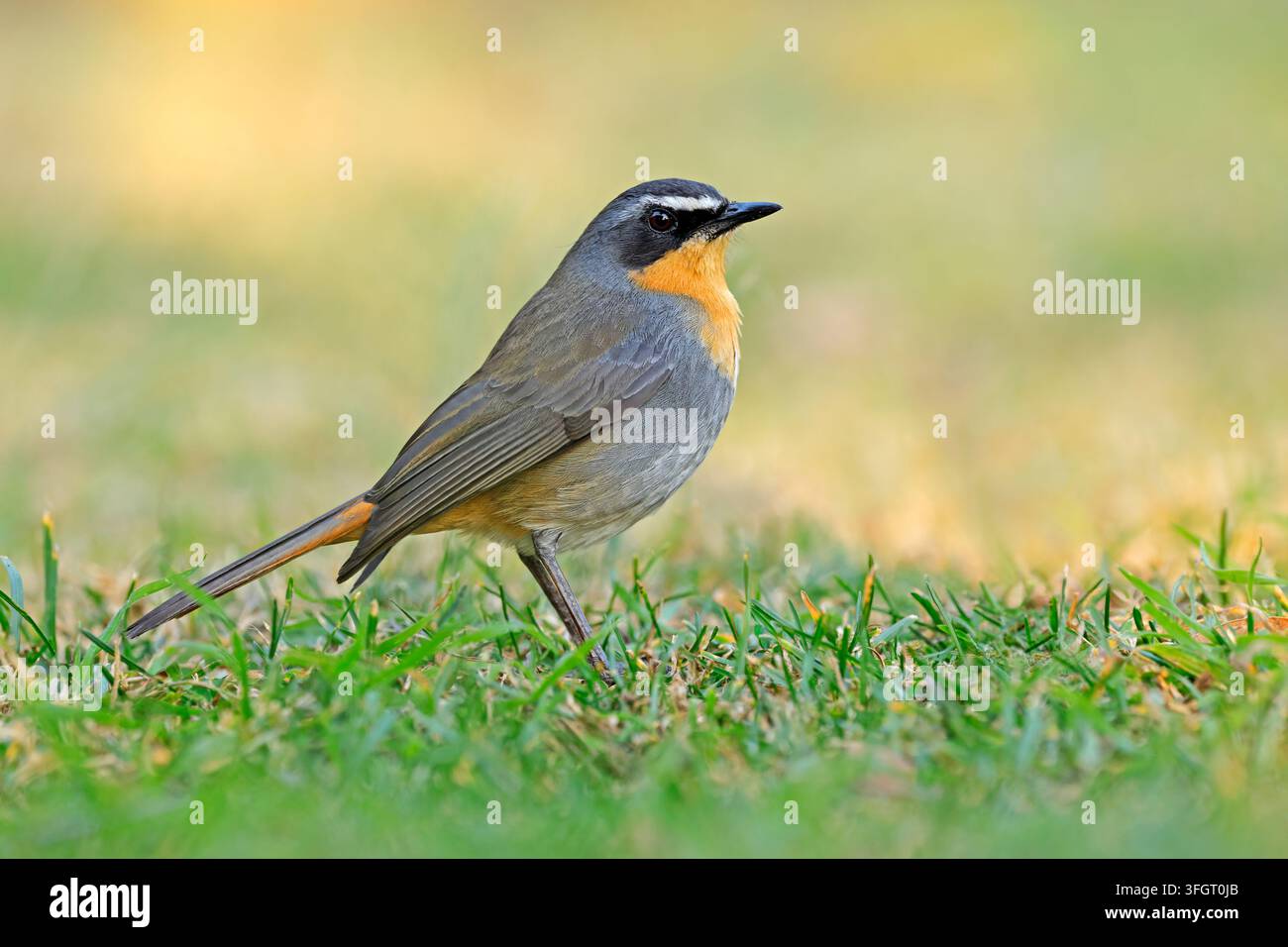 Un colorato Robin chat del Capo (Cossypha caffra) appollaiato sull'erba verde, Sudafrica Foto Stock
