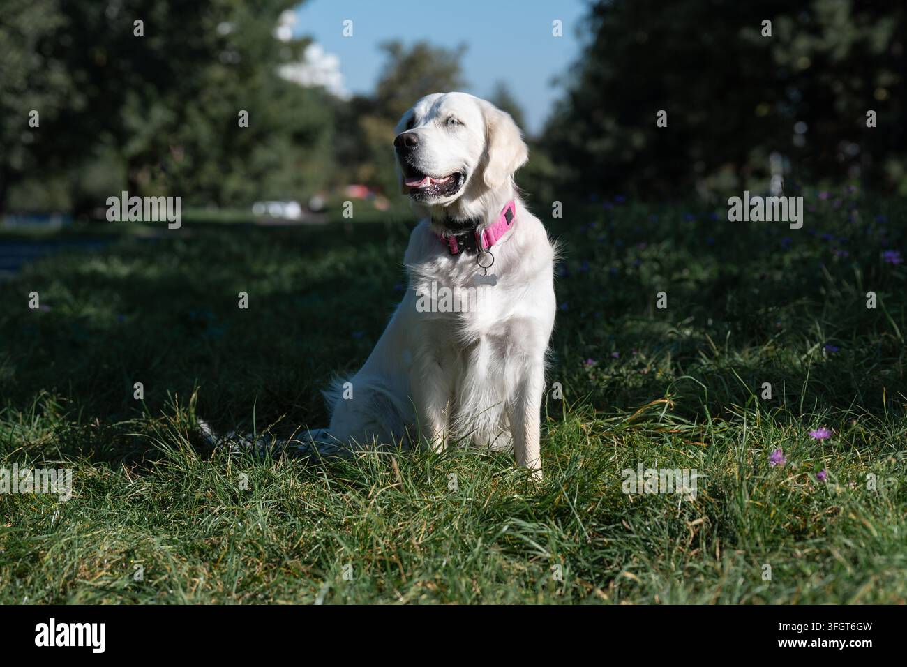 Ritratto di un intelligente retriever crema di razza seduto su un prato di erba verde. Metafora minimalista pulita sul supporto medico e sociale riguardo i cani da terapia Foto Stock
