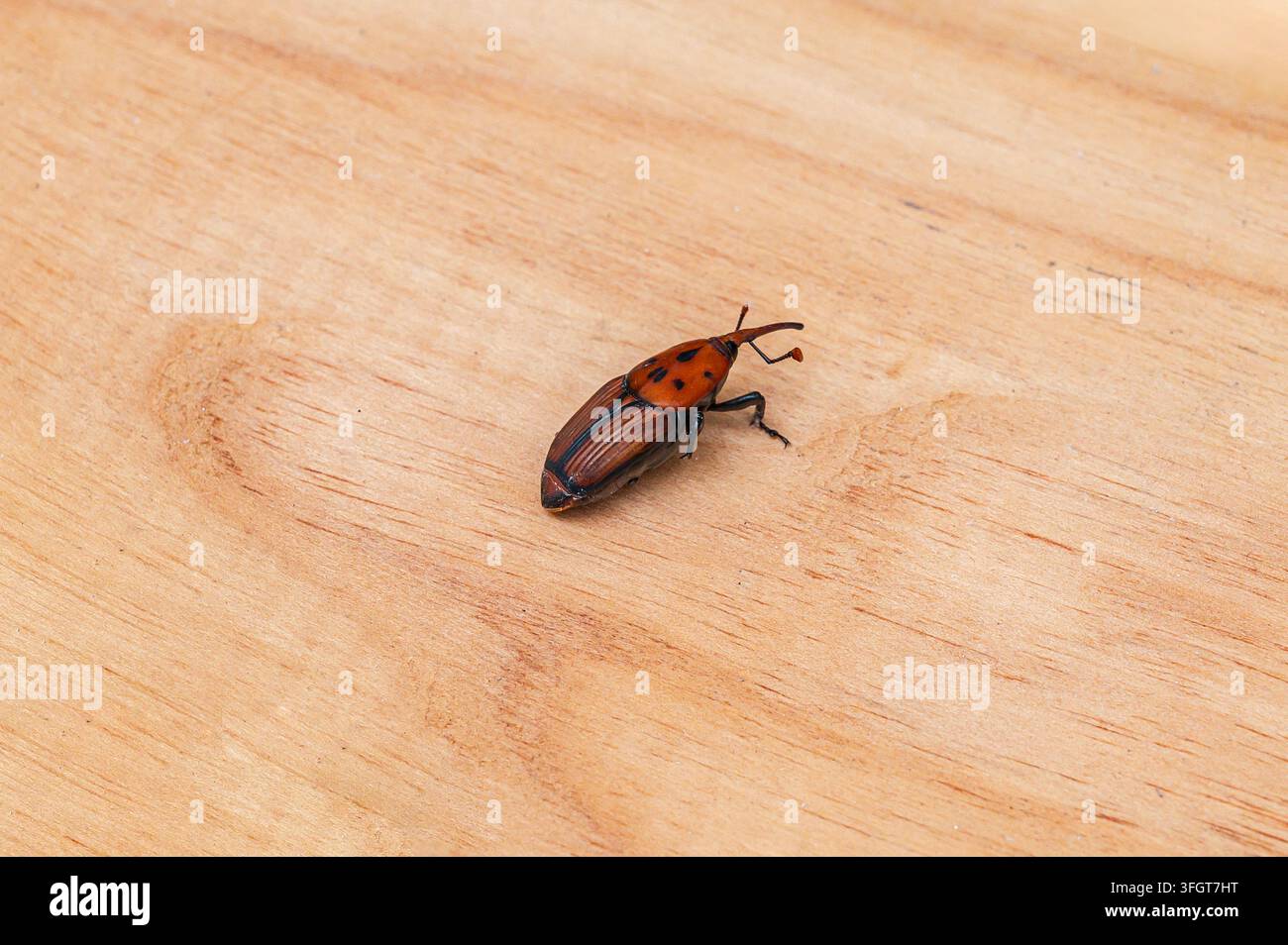 Scarabeo coleottero parassita della palma rossa che striscia su una tavola di legno naturale liscio. Foto Stock