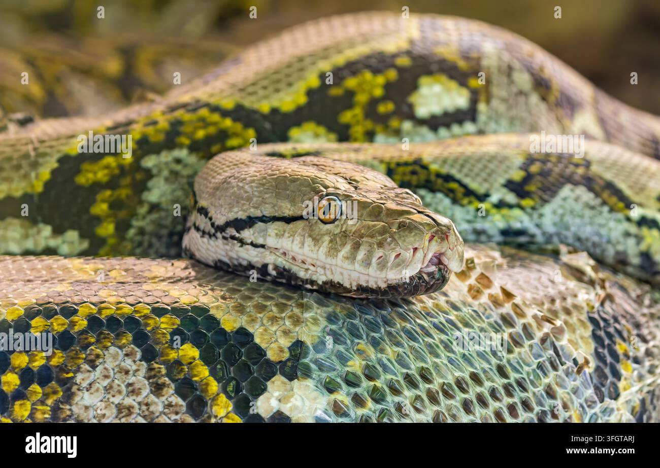 Prima vista di un pitone reticolato (Malayopython reticulatus) Foto Stock