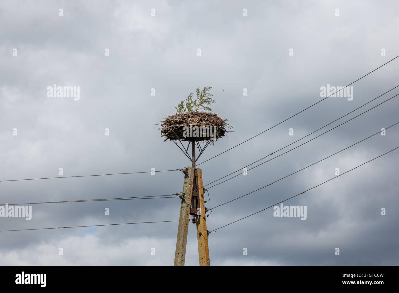 Nido di cicogna con un piccolo albero che cresce all'interno su un palo della corrente a Podlasie, Polonia Foto Stock