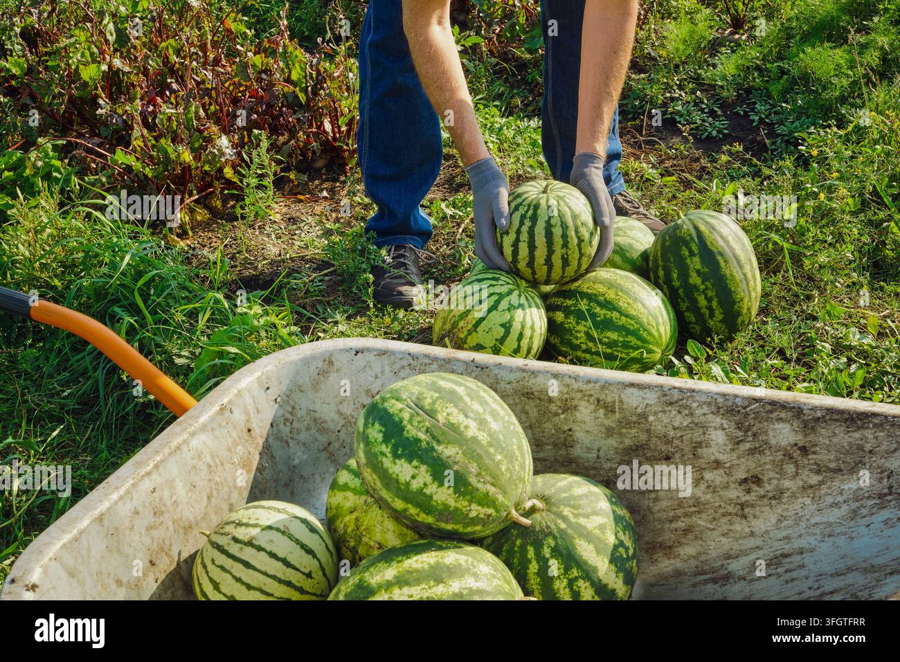 Contadino con i guanti che raccoglie angurie mature dal giardino e le mette in una carriola Foto Stock