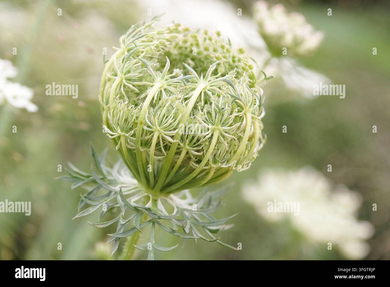 Il fiore in sviluppo di Daucus carota, i cui nomi comuni includono carota selvatica, nido d'uccello e pizzo dell'arcivescovo. Foto Stock