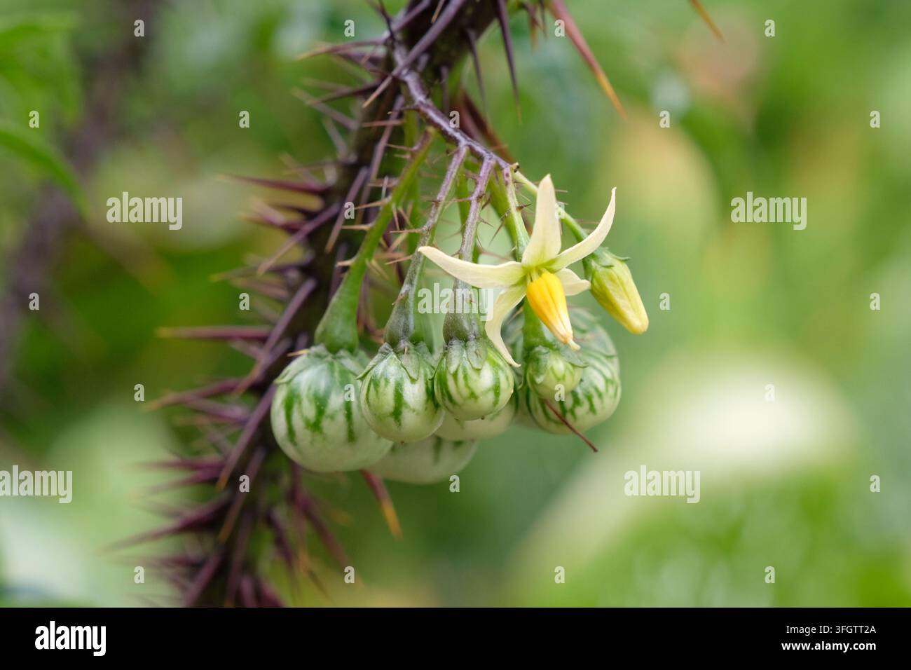 Il frutto del Solanum atropurpureum, noto anche come diavolo viola, malvagità e vite di patata. Foto Stock