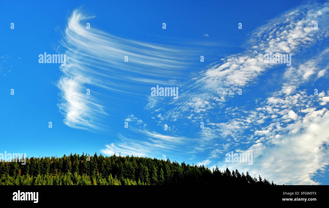 Nuvola cirrus ad alta quota sopra una foresta di pini. Foto Stock