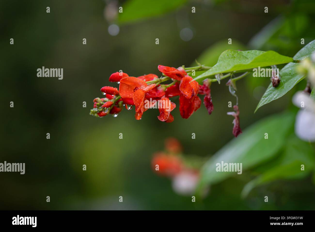 Phaseolus coccineus St George, il fagiolo runner scarlatto, cattura la quieta bellezza di una pioggia estiva. Foto Stock