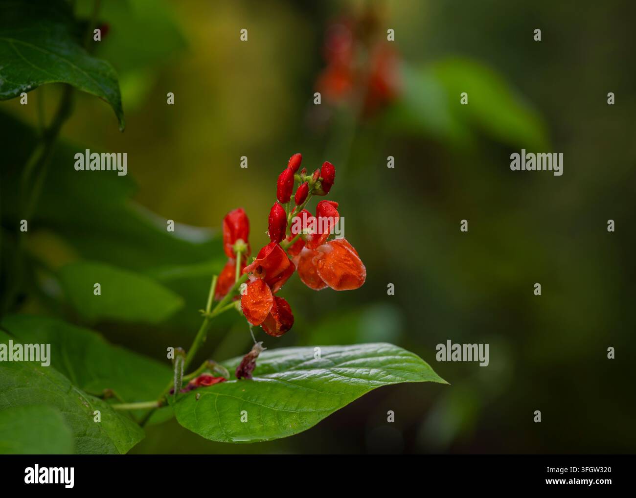 Phaseolus coccineus St George, il fagiolo runner scarlatto, cattura la quieta bellezza di una pioggia estiva. Foto Stock
