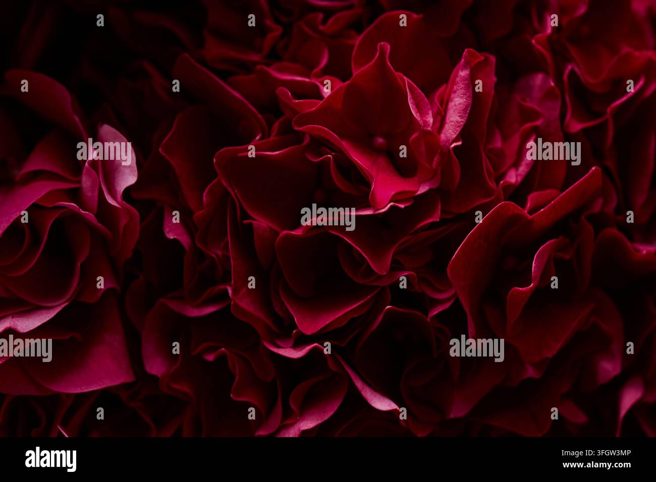 Petali di ortensia rosso scuro in fiore per uno sfondo di lusso Foto Stock