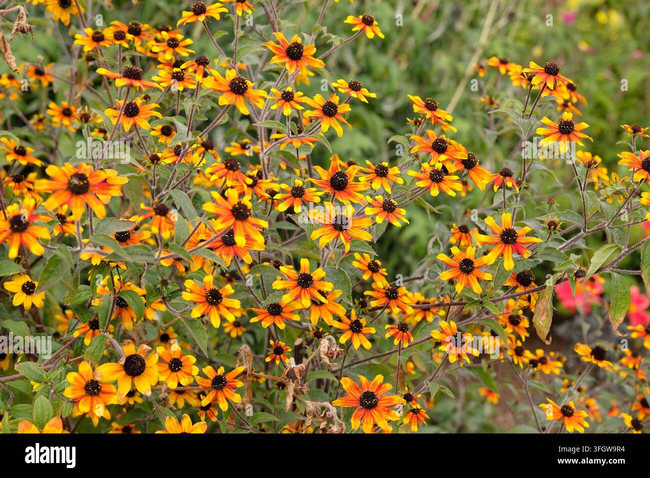 Delicata Rudbeckia triloba ‘Prairie Glow’ Brown Eyed Susan arancione e gialla, in fiore. Foto Stock