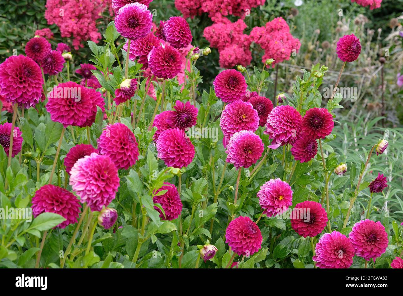 Dahlia decorativo rosa intenso viola ‚Blyton Royal Velvet‘ in fiore. Foto Stock