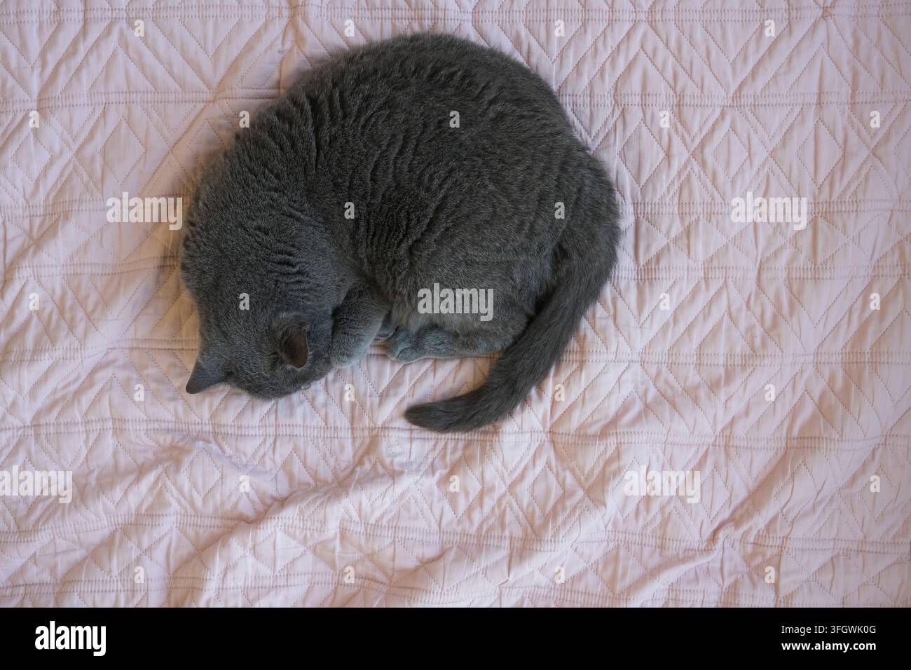 Gatto grigio che dorme su una coperta rosa Foto Stock