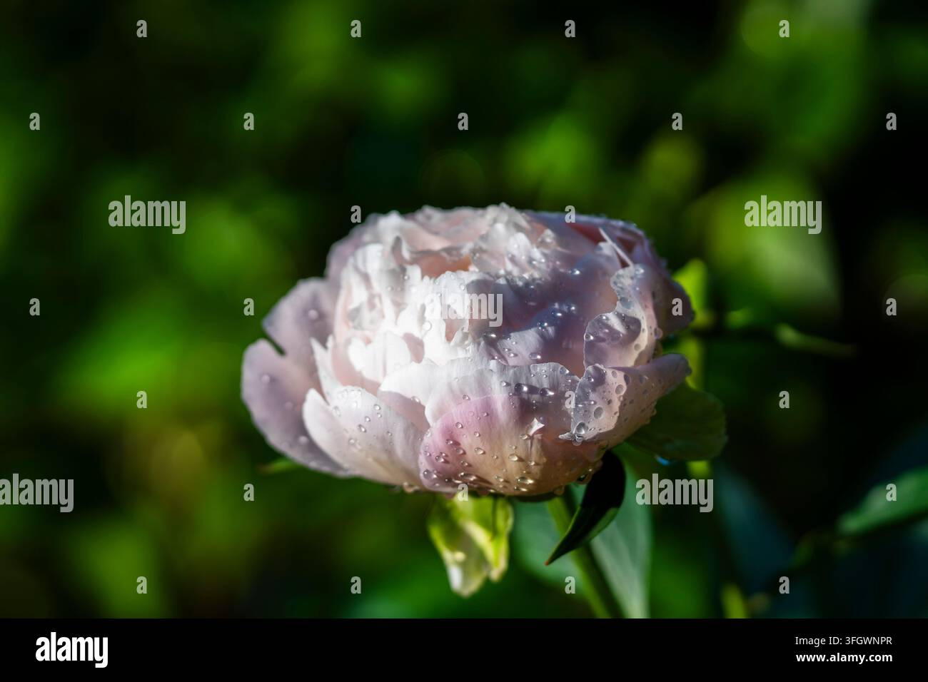 Paeonia lactiflora ‘Flower Girl’, una peonia da giardino doppio e fragrante allevata da Auten nel 1935, con petali delicatamente rosa pallido che sfumano verso il bianco. Foto Stock